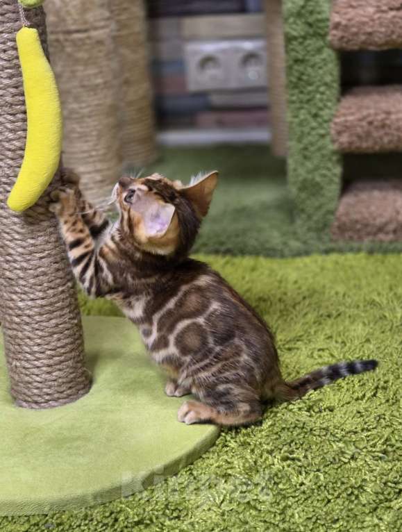 Кошки в Москве: Filadelfia Benjoy Девочка, 95 000 руб. - фото 2