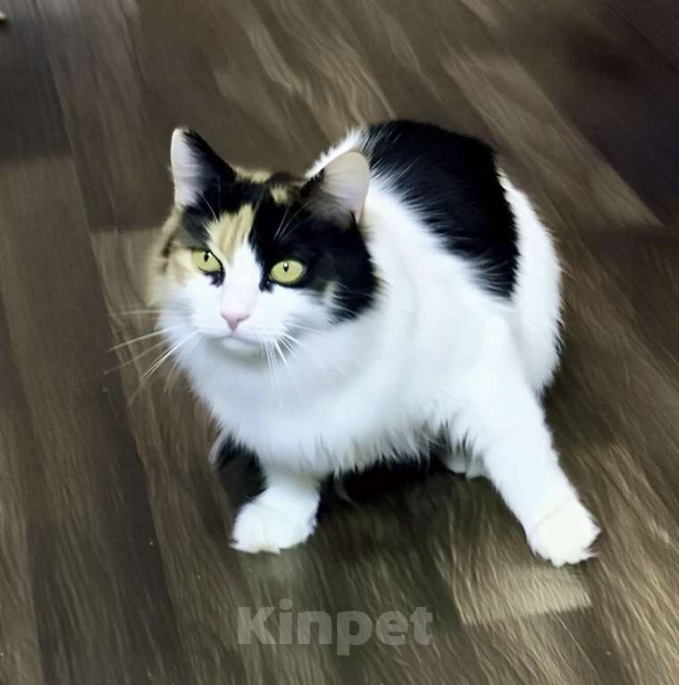 Кошки в Санкт-Петербурге: Кошечка Кими ищет дом! Девочка, Бесплатно - фото 2