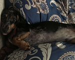 Собаки в Тюмени: Кабель вязка такса, 1 000 руб. - фото 6