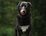 Собаки в Москве: Чёрный богатырь Макс в добрые руки Мальчик, 1 руб. - фото 9