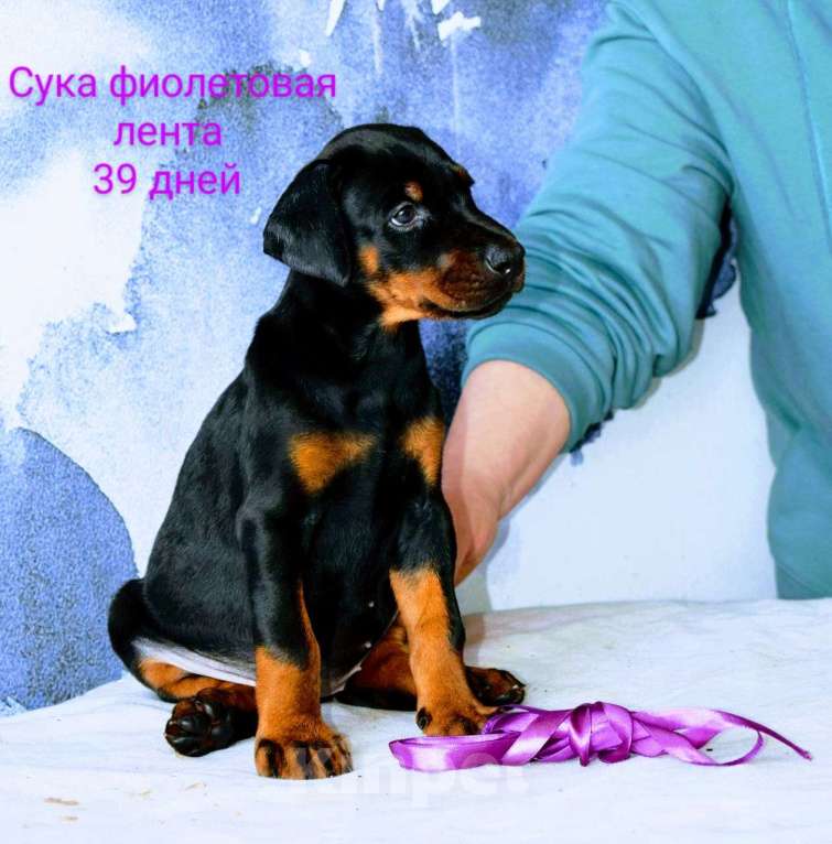 Собаки в Воронеже: Скарлетт 💜 Девочка, 100 000 руб. - фото 2