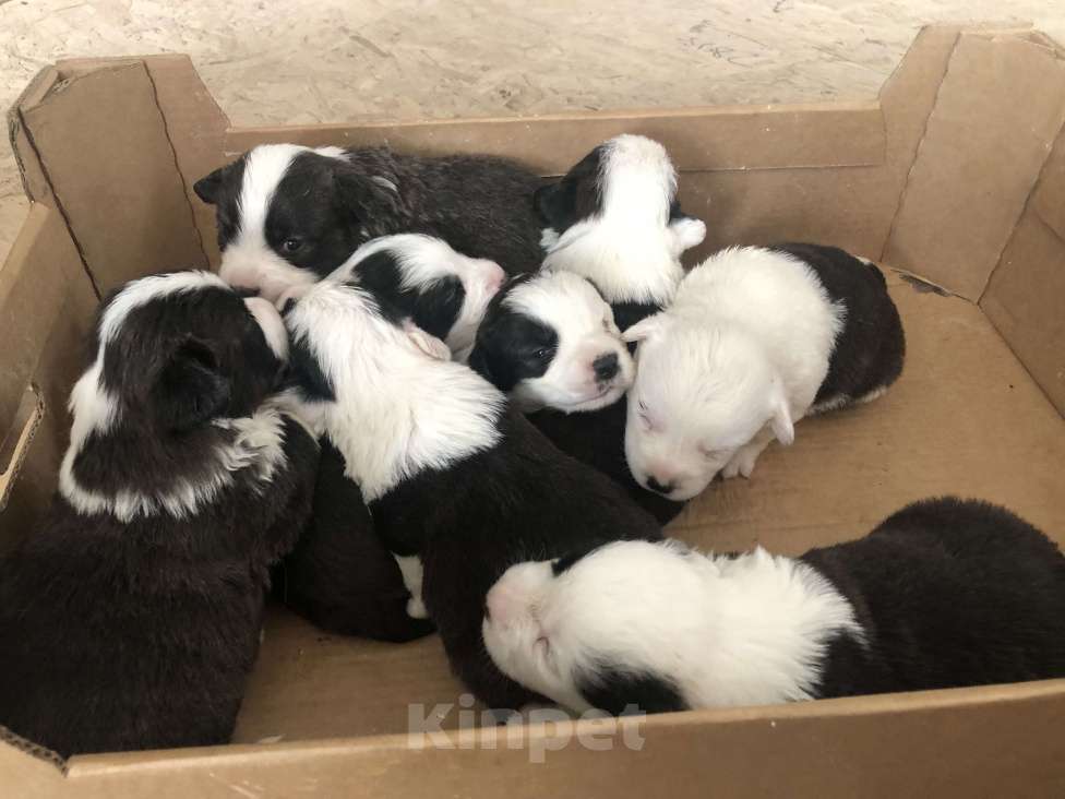 Собаки в Шахте: Продаются шенки вельш корги Кардиган Разнополые, 50 000 руб. - фото 3