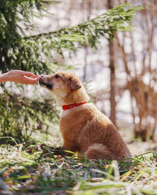 Собаки в Москве: Милейшая Дива,домашняя девочка-щенок ищет дом Девочка, Бесплатно - фото 8