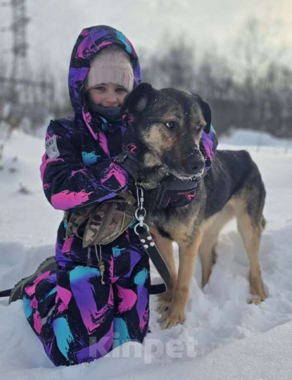 Собаки в Королеве: Малышка Кафа ищет дом и любящуюсемью Девочка, Бесплатно - фото 1