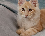 Кошки в Самаре: Котята Мейн-кун Разнополые, 35 000 руб. - фото 4