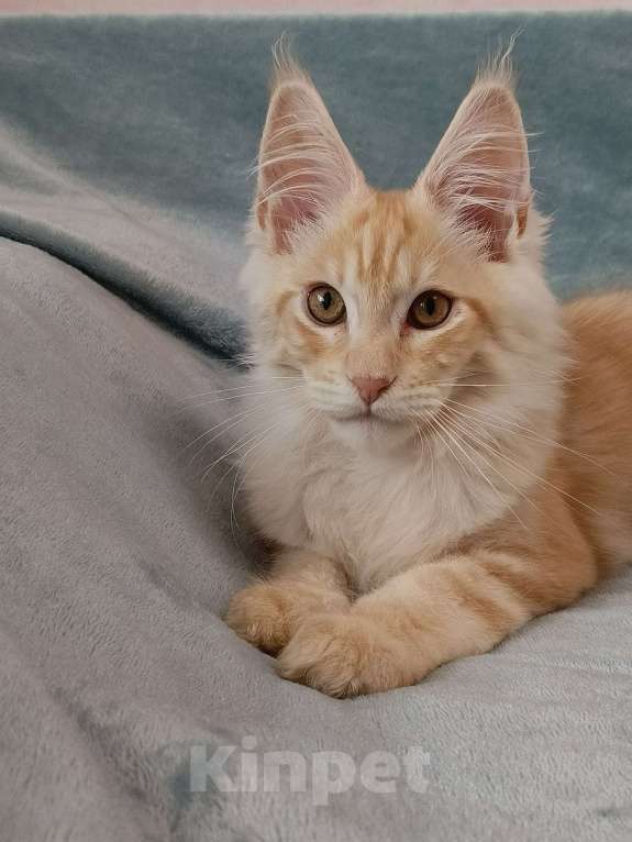 Кошки в Самаре: Котята Мейн-кун Разнополые, 35 000 руб. - фото 4