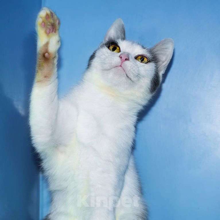 Кошки в Москве: Ласковая Вафелька ищет дом Девочка, Бесплатно - фото 5