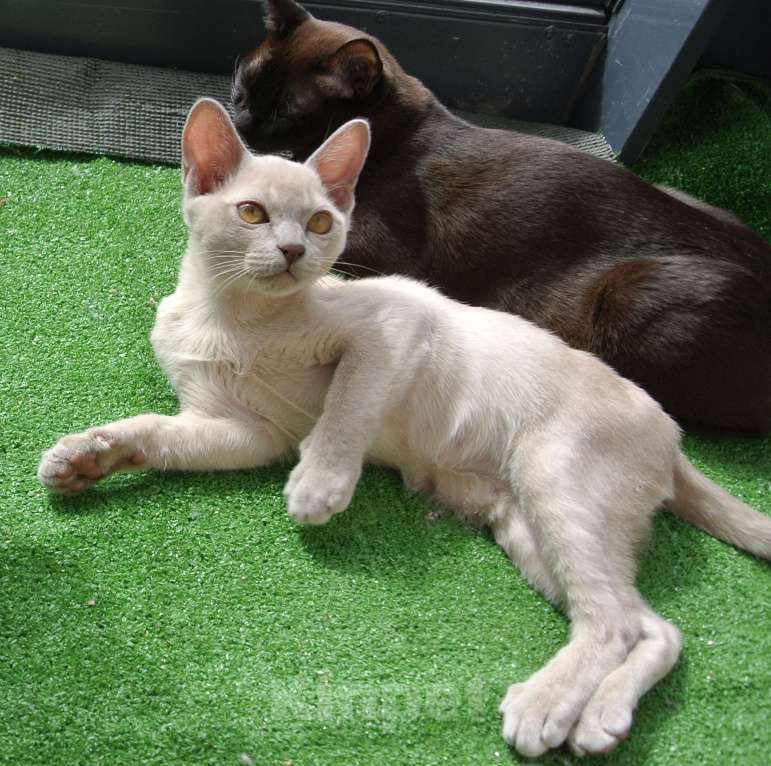 Кошки в Санкт-Петербурге: Котята европейской бурмы Мальчик, 65 000 руб. - фото 4