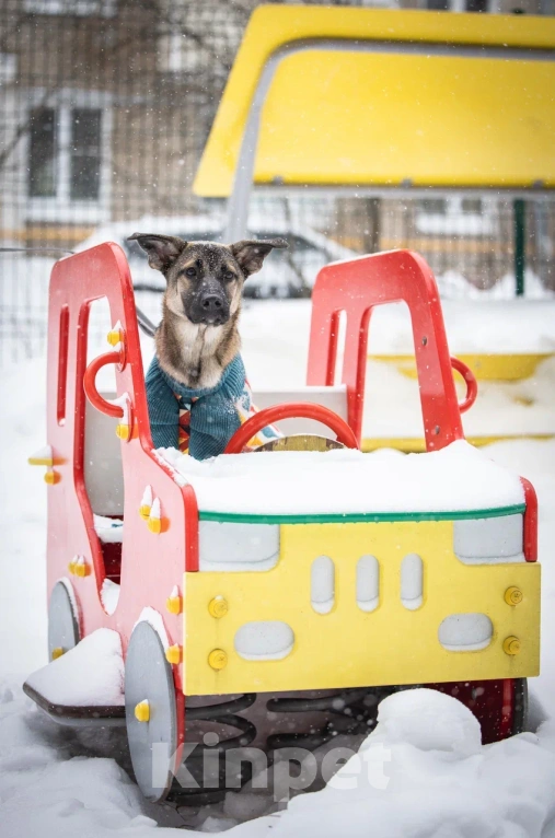 Собаки в Балашихе: Щенок Барни в добрые руки Мальчик, Бесплатно - фото 8