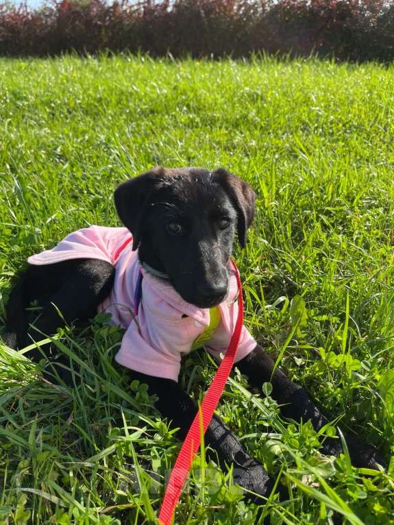 Собаки в Казани: СРОЧНО щенок в добрые руки Девочка, Бесплатно - фото 7