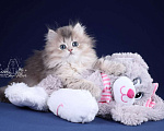 Кошки в Санкт-Петербурге: Британский длинношерстный котик Мальчик, Бесплатно - фото 3