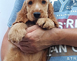 Собаки в Краснодаре: Английский кокер спаниель. Щенки Мальчик, 50 000 руб. - фото 2