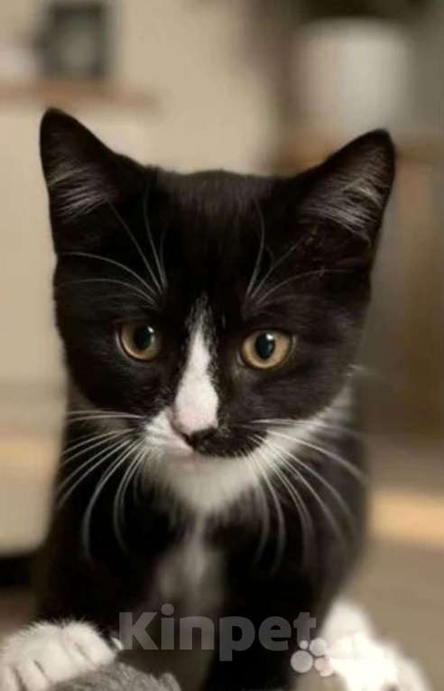 Кошки в Санкт-Петербурге: Прекрасный маркиз котенок в добрые руки Мальчик, Бесплатно - фото 4