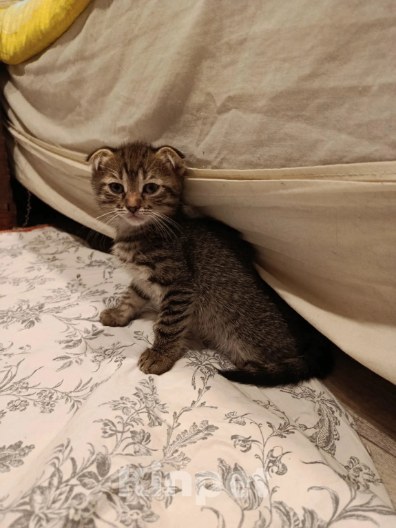 Кошки в Санкт-Петербурге: Котенок Кампари Девочка, Бесплатно - фото 4