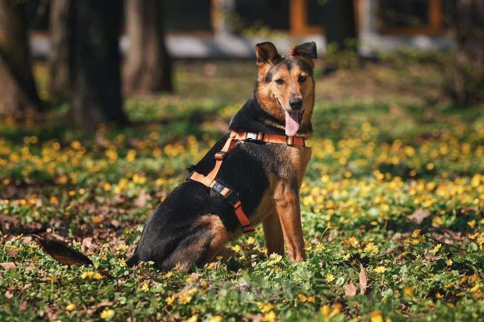 Собаки в Москве: Очаровательный сердцеед Шабак в поисках любящей семьи! Мальчик, Бесплатно - фото 9