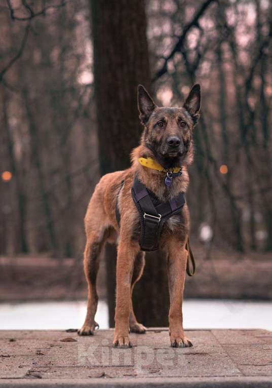 Собаки в Москве: Оскар 3 года Малинуа Мальчик, Бесплатно - фото 3