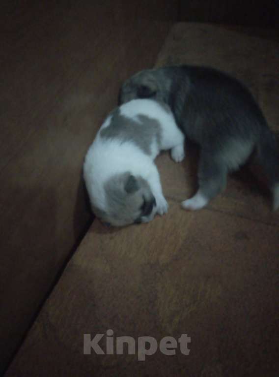 Собаки в других городах Свердловской области: Щенки  Девочка, 50 руб. - фото 1