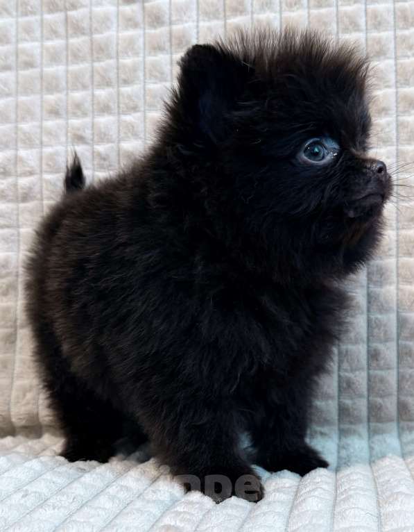 Собаки в Петрозаводске: Щенки шпица Разнополые, 30 000 руб. - фото 4