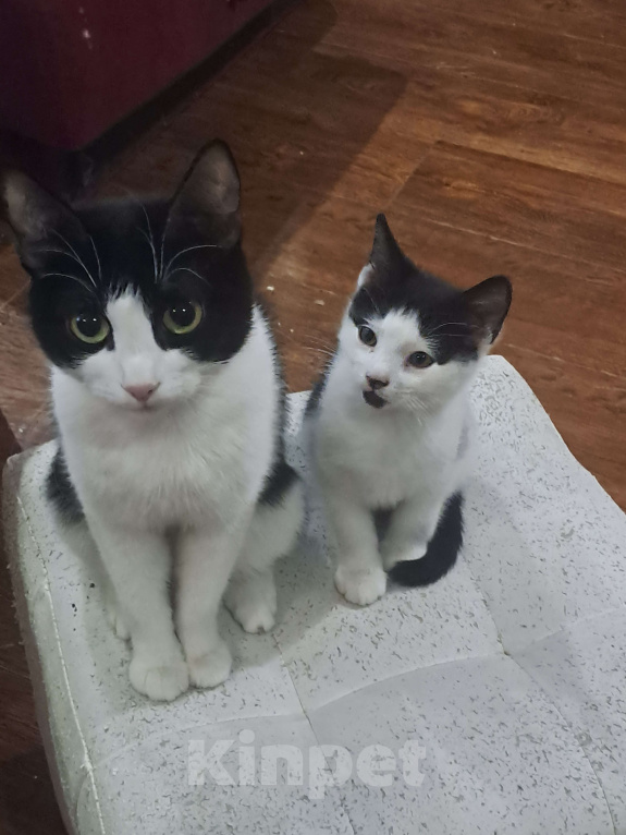 Кошки в Москве: Д'Артаньян Мальчик, Бесплатно - фото 1