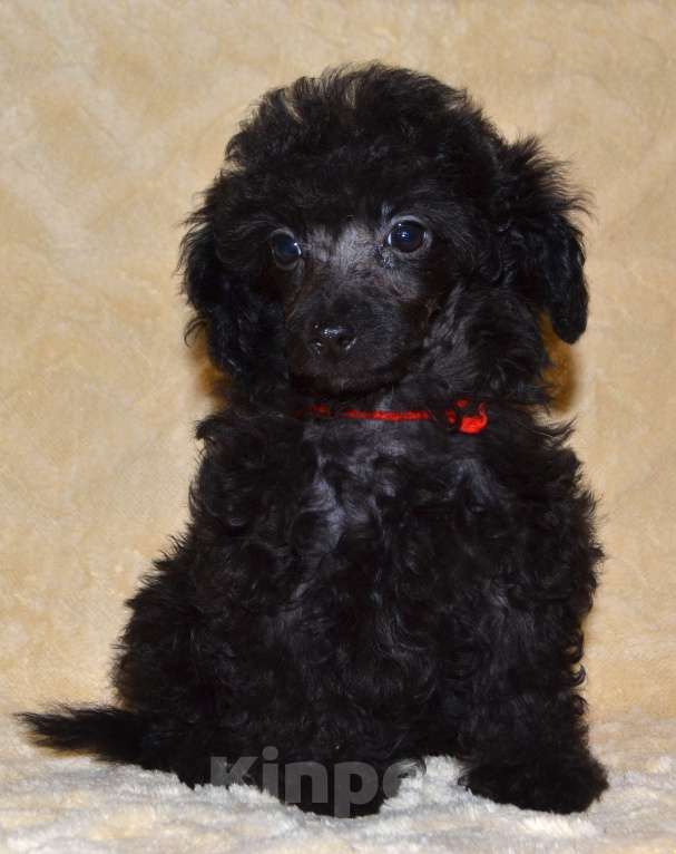 Собаки в Глазове: Оладушка той пудель СКОР Девочка, 50 000 руб. - фото 5