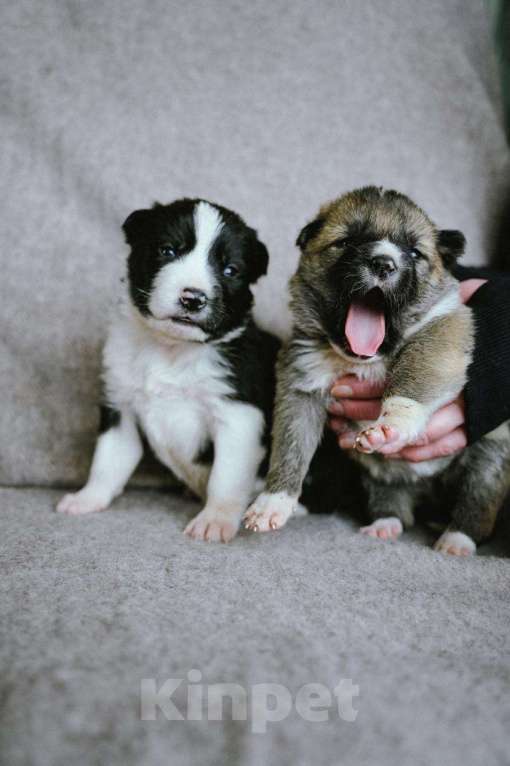 Собаки в других городах Московской области: Флойд Мальчик, 100 руб. - фото 1