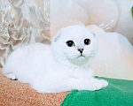 Кошки в Миассе: Princess Silver Dew Девочка, 60 000 руб. - фото 5