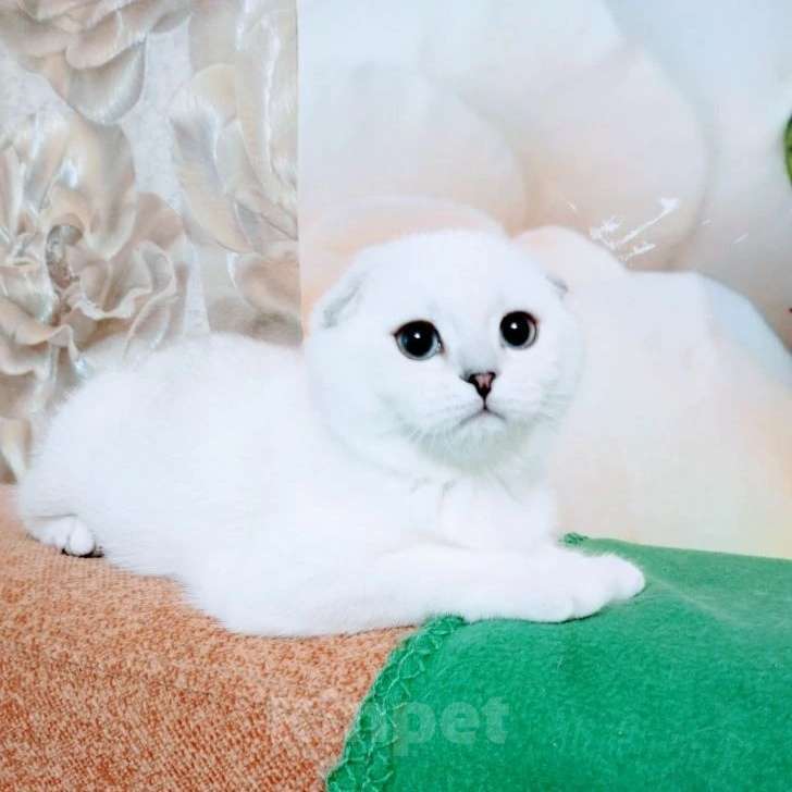 Кошки в Миассе: Princess Silver Dew Девочка, 60 000 руб. - фото 5