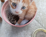 Кошки в Майкопе: Котенок в добрые руки Мальчик, Бесплатно - фото 2