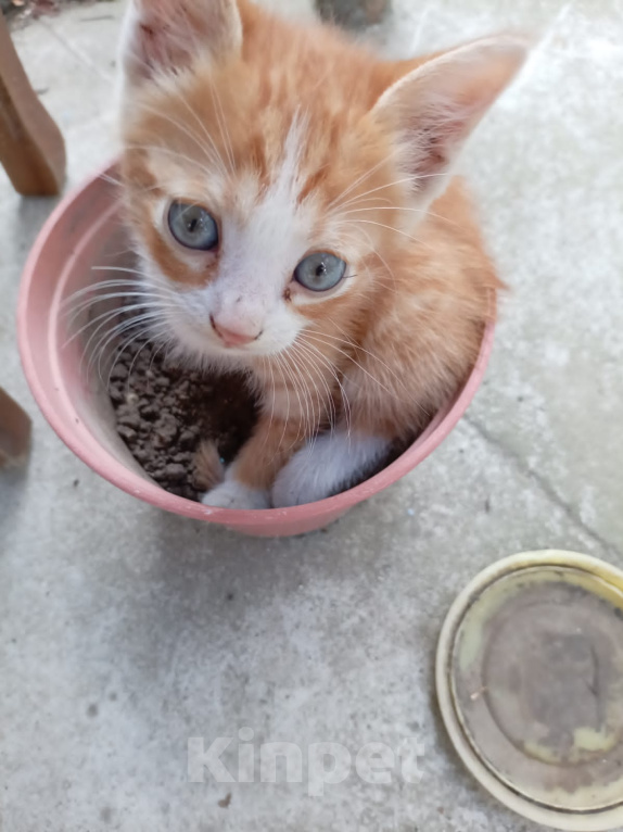 Кошки в Майкопе: Котенок в добрые руки Мальчик, Бесплатно - фото 2
