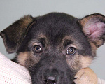 Собаки в Москве: Милейший щенок 2 месяца Кнопка в дар Девочка, Бесплатно - фото 1