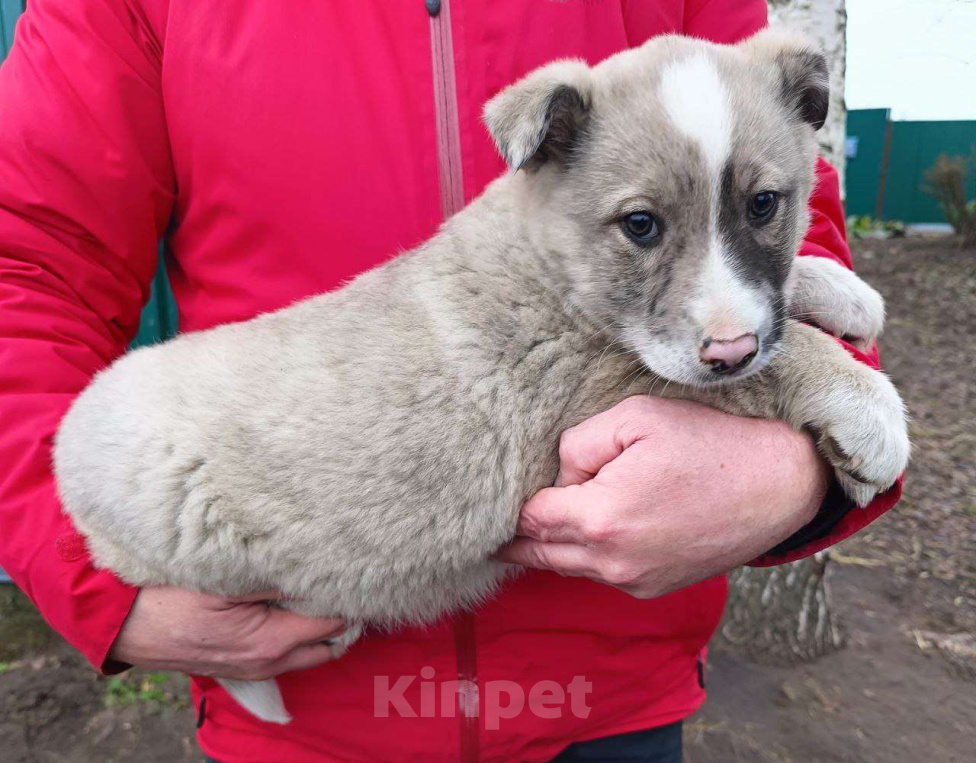 Собаки в Москве: Найденыш-бездомыш Девочка, Бесплатно - фото 2
