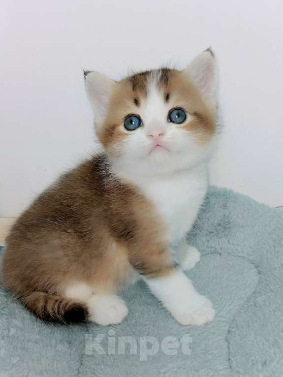 Кошки в Москве: Гарри Мальчик, 25 000 руб. - фото 3