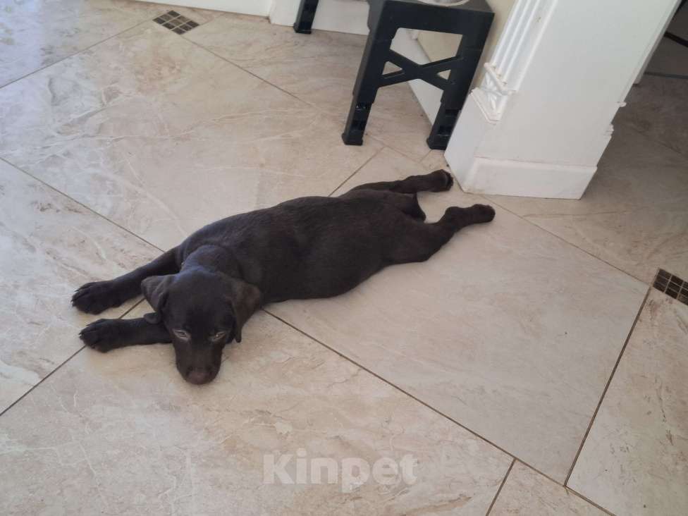 Собаки в Белгороде: Шоколадный лабрадор Мальчик, 35 000 руб. - фото 6