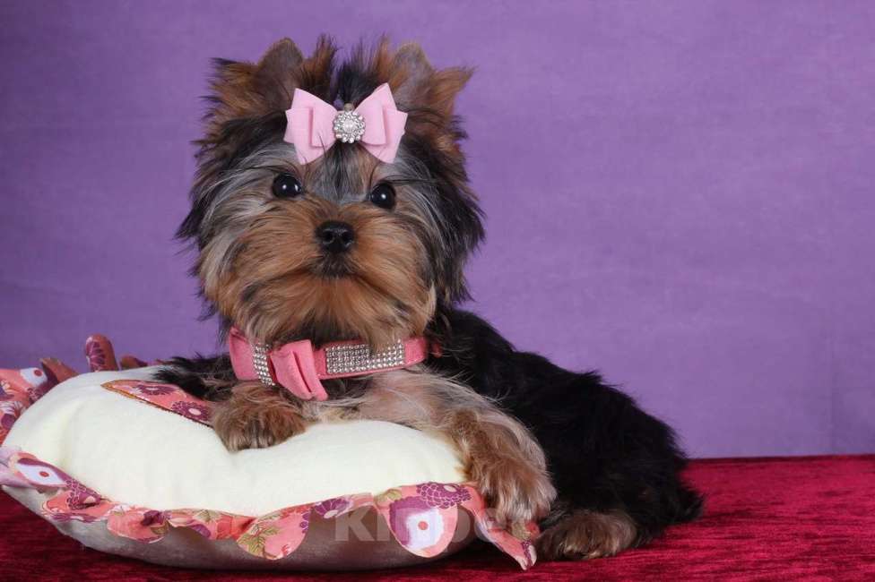 Собаки в Москве: Йоркширский терьер мини девочка Любава РКФ. Девочка, 65 000 руб. - фото 5