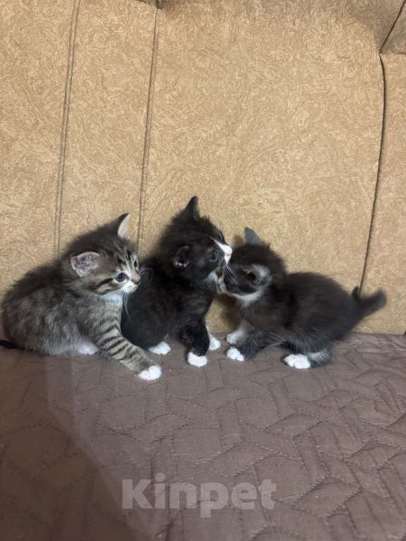 Кошки в Ростове-на-Дону: Отдам в добрые руки Разнополые, Бесплатно - фото 3