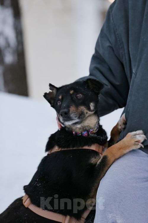 Собаки в Москве: Вива – не помнящая зла Девочка, Бесплатно - фото 6