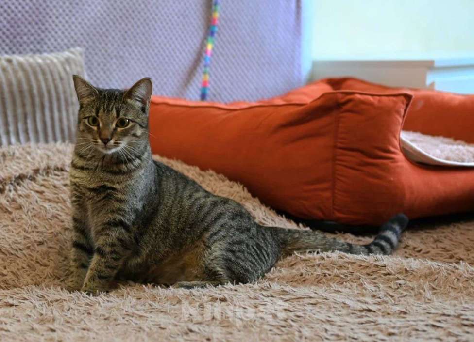 Кошки в Москве: Лавруша ищет дом  Девочка, Бесплатно - фото 3