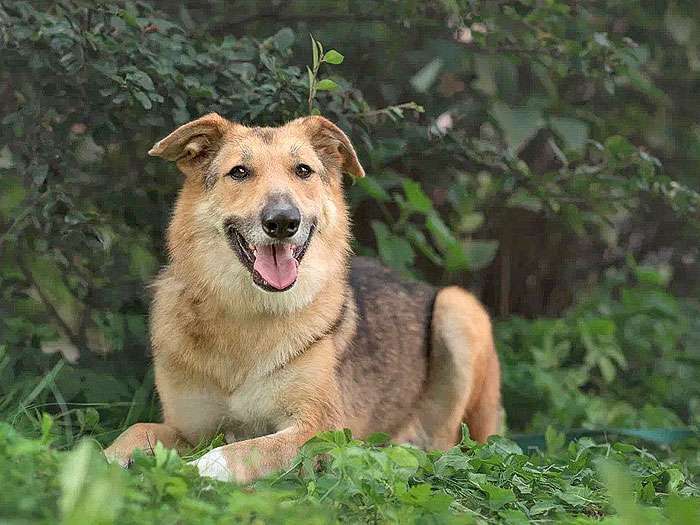 Собаки в Москве: Анри, некрупный домашний песик с большим добрым сердцем ищет дом Мальчик, 10 руб. - фото 3