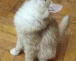 Кошки в Москве: Рыженький с белым серебристый сибирский подросток Мальчик, 20 000 руб. - фото 3
