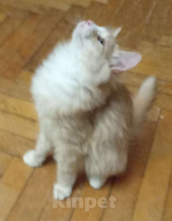 Кошки в Москве: Рыженький с белым серебристый сибирский подросток Мальчик, 20 000 руб. - фото 3