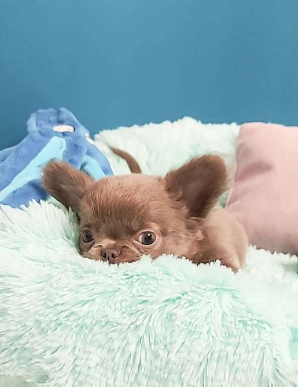 Собаки в Новосибирске: Длинношерстный лиловый мини-мальчик! Мальчик, Бесплатно - фото 5