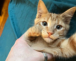 Кошки в Москве: Ищет семью солнечный рыжик с любопытными глазками! Мальчик, Бесплатно - фото 1