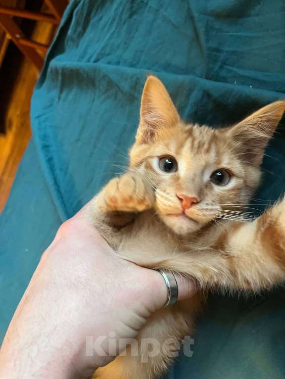 Кошки в Москве: Ищет семью солнечный рыжик с любопытными глазками! Мальчик, Бесплатно - фото 1