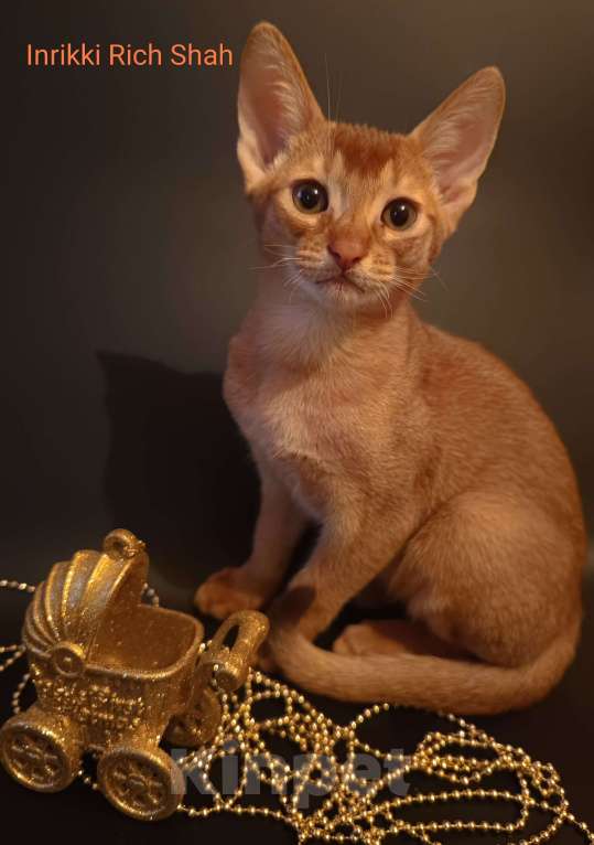 Кошки в Москве: Премиальные абиссинские котята Мальчик, 95 000 руб. - фото 3