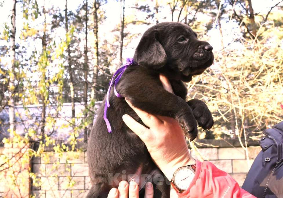 Собаки в Москве: Щенки лабрадора шоколадные  Девочка, Бесплатно - фото 7