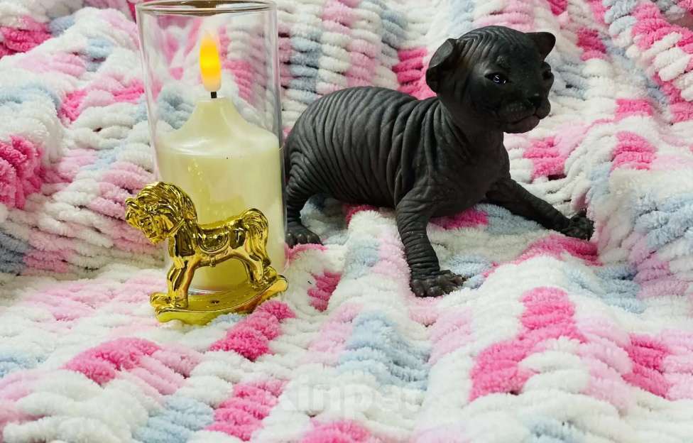 Кошки в Кашире: Канадский сфинкс Мальчик, 23 000 руб. - фото 5