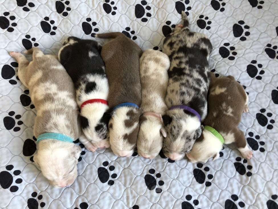 Собаки в Волгограде: Американский булли щенки покет Мальчик, 50 000 руб. - фото 2