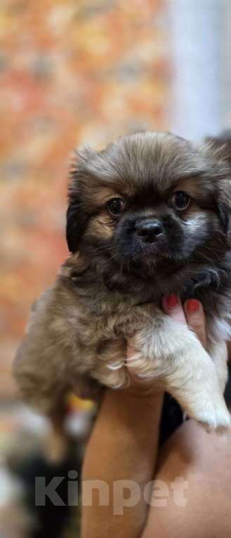 Собаки в Таганроге: Щенки Пекинеса 5000 руб.  Мальчик, 5 000 руб. - фото 1