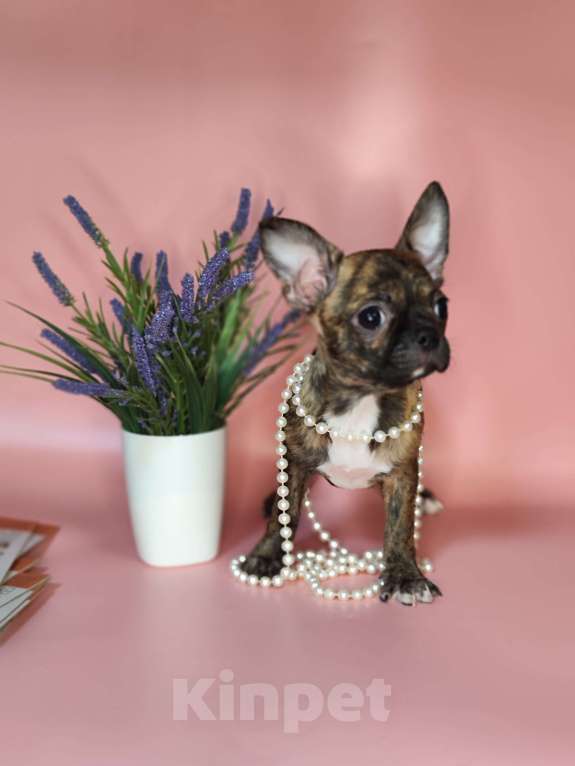 Собаки в Красногорске: Мальчик чихуахуа бейби фейс Мальчик, 20 000 руб. - фото 4