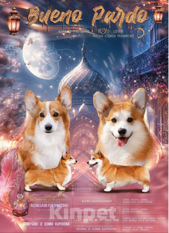 Собаки в Москве: коржики щенки Мальчик, 60 000 руб. - фото 6